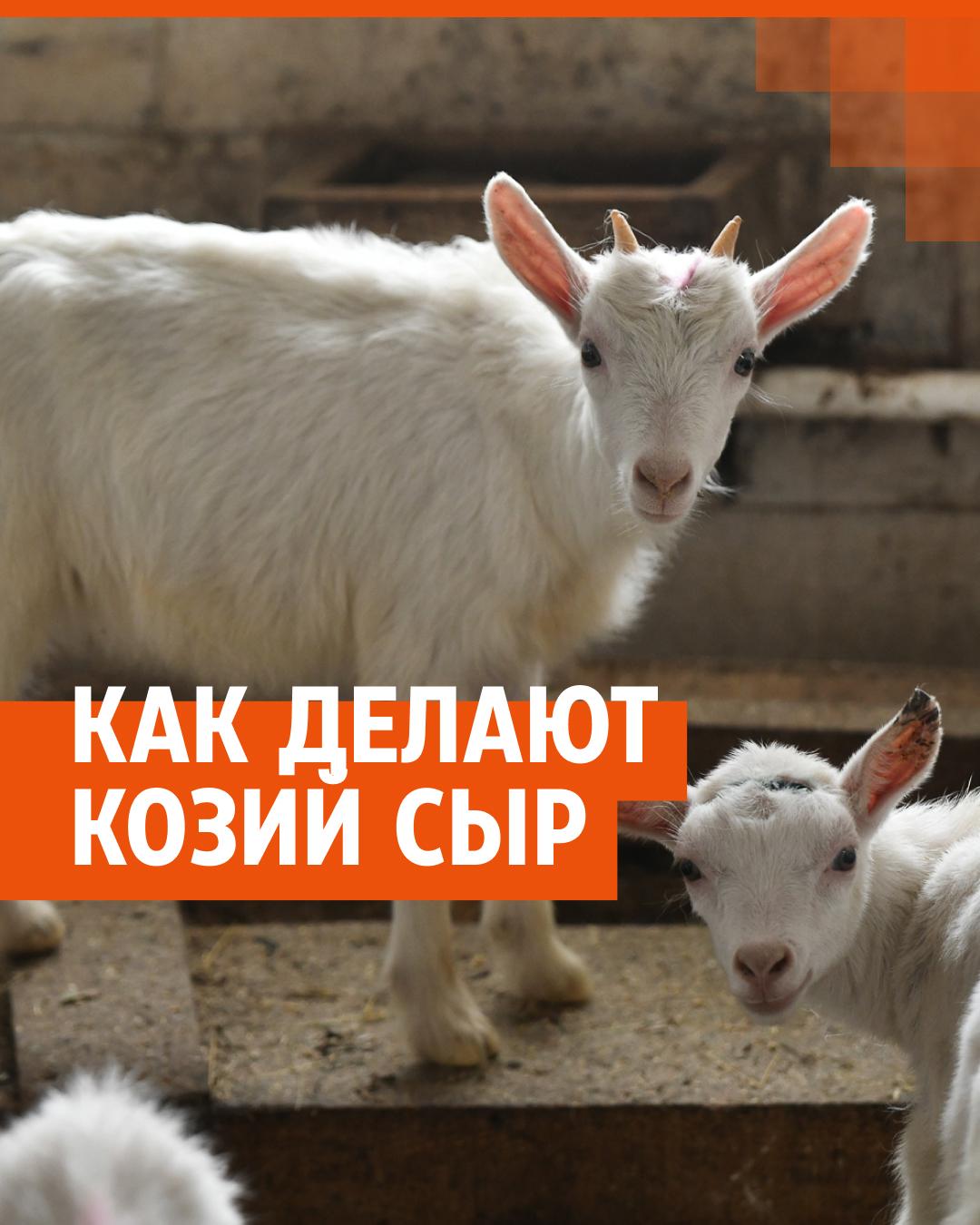 Стадо коз вместо ядерной физики и продаж. Как екатеринбуржец открыл  сыроварню в деревне