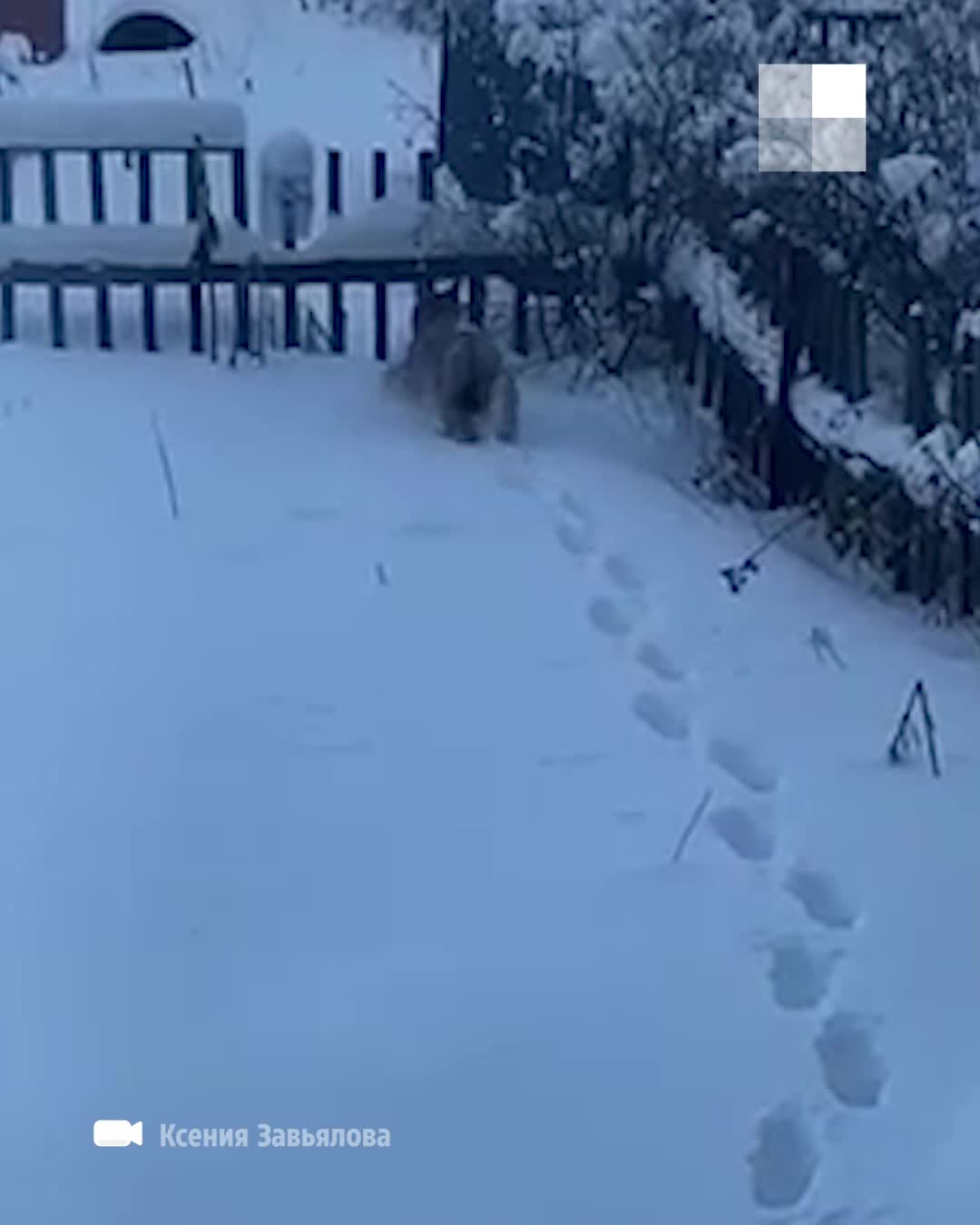 рысь екатерина Тюменцы сняли на видео рысь в старом Антипино, 9 января 2023 года - 9  января 2023 | 72.ру