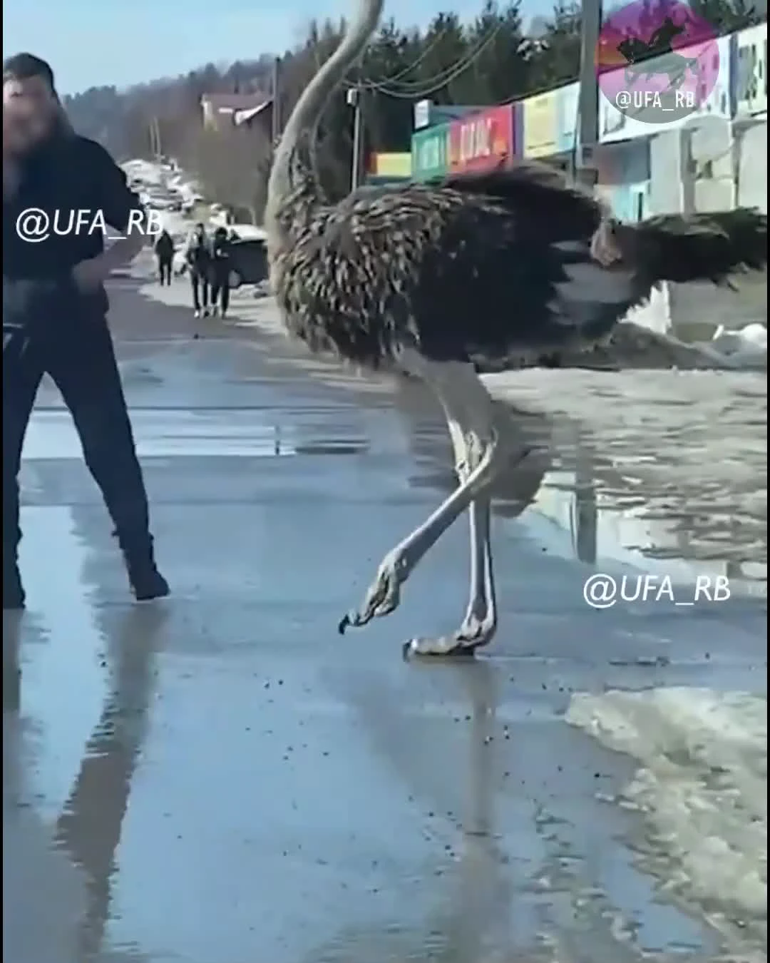 Служба защиты животных забрала у британки страуса эму из-за неподходящих условий дома