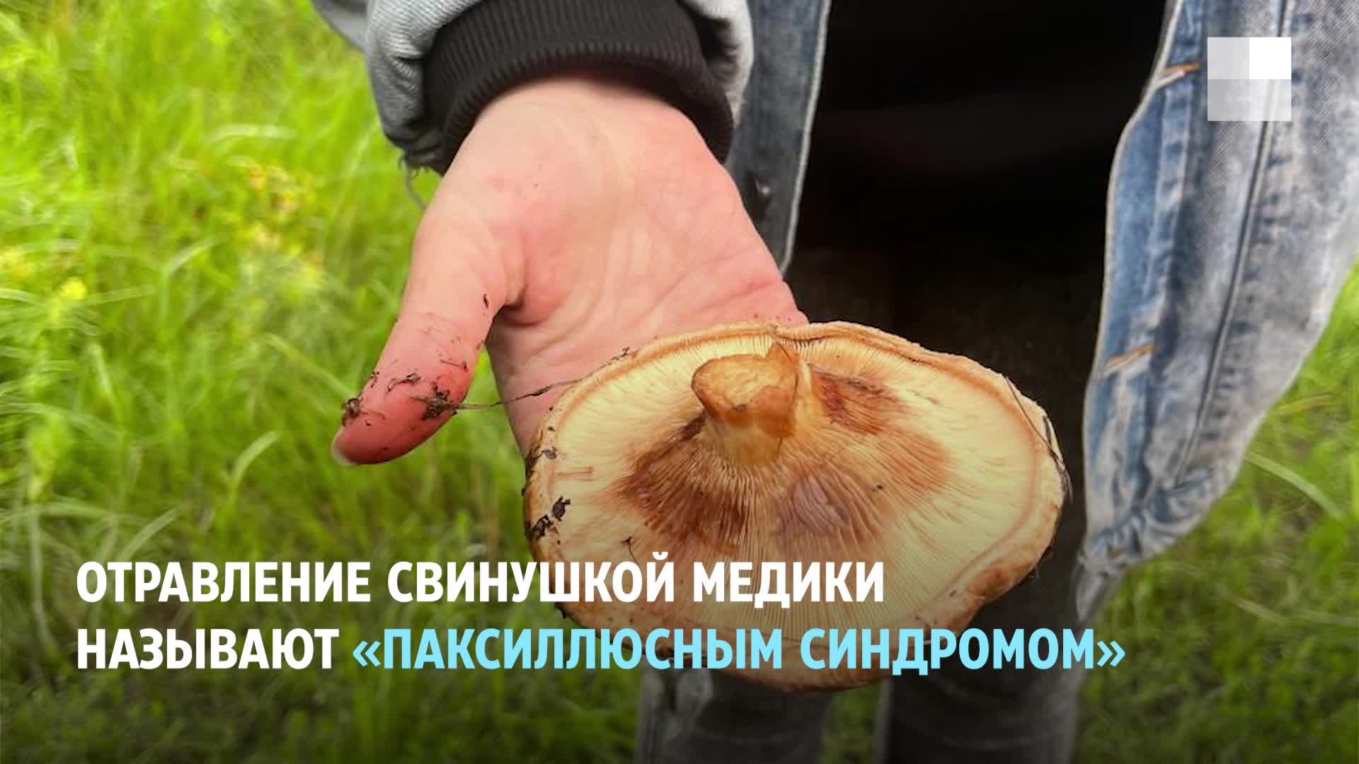 Жители Лиды нашли в лесу большой гриб «медвежье ухо». Шляпка — около 40 сантиметров в диаметре