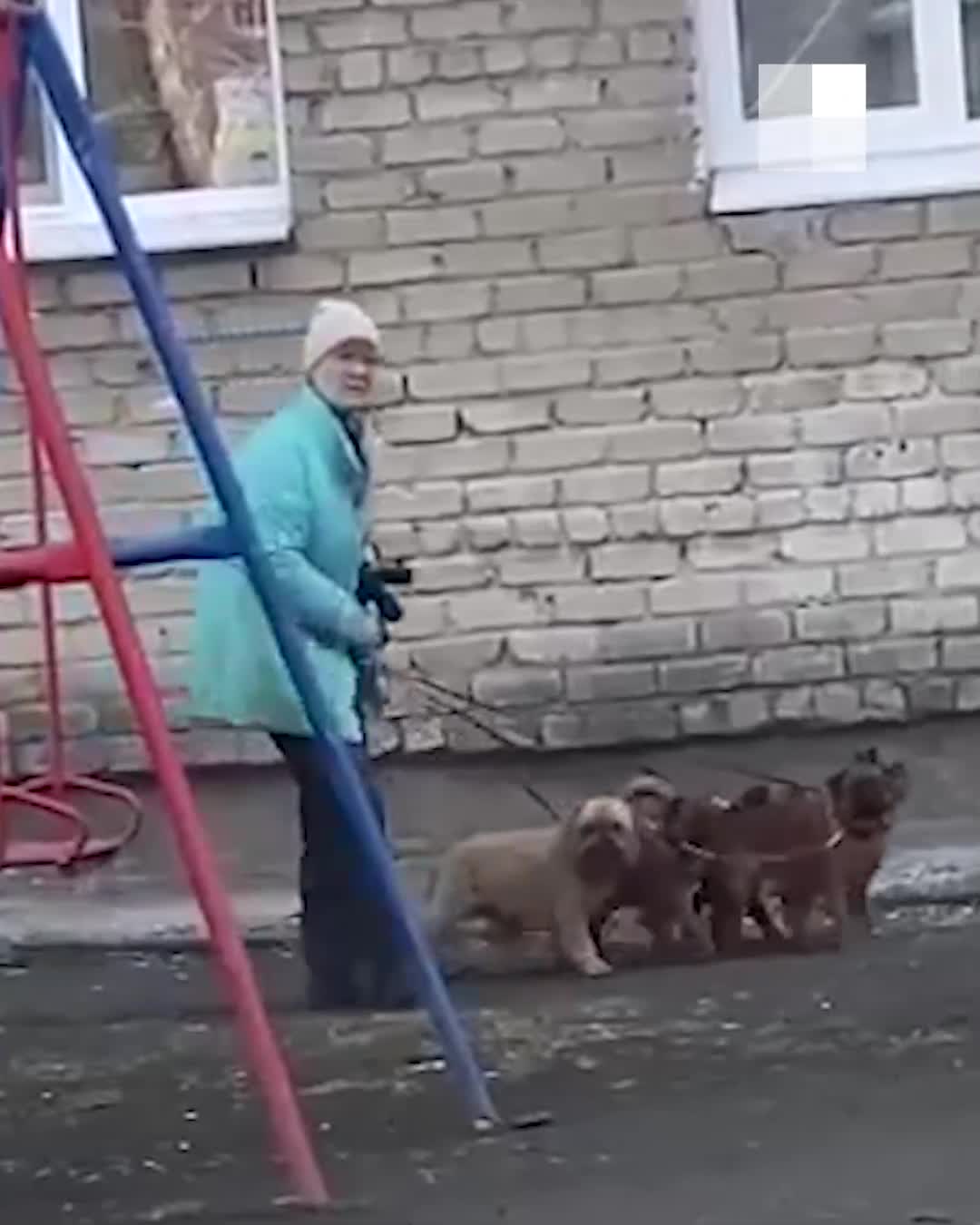 В Екатеринбурге хозяйка стаи «боевых мопсов» держит в страхе улицу - 21  апреля 2023 - Е1.ру