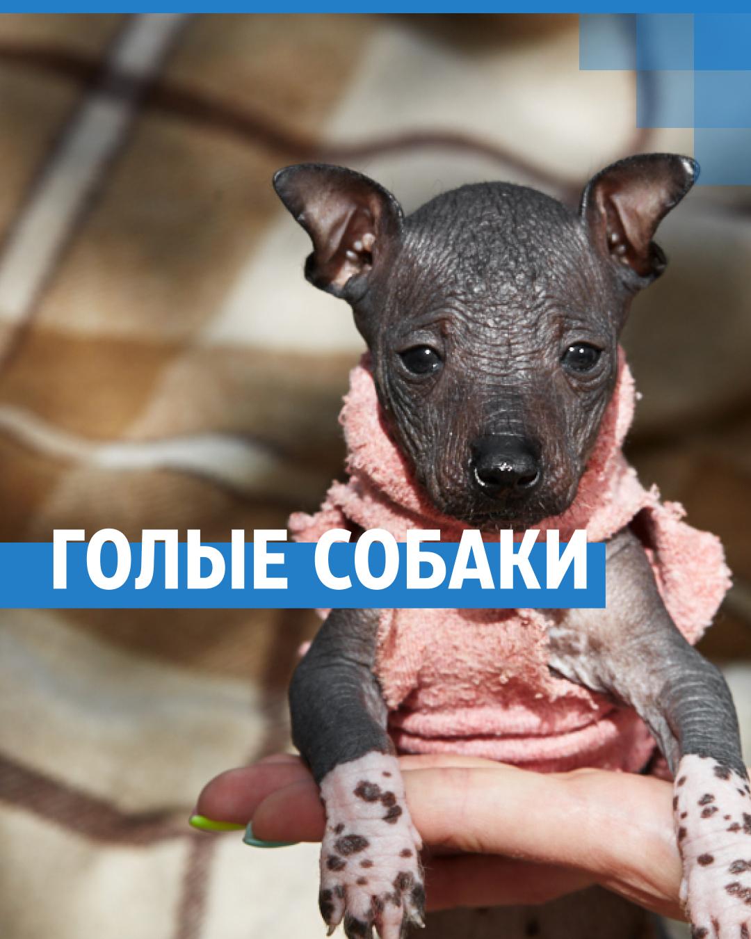 История голых собак, которых нашли в земляной яме - 26 июня 2023 - chita.ru