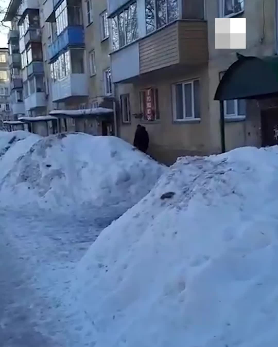 Сибирячка заявила, что сняла на видео извращенца рядом с жилым домом - 26  марта 2024 - НГС.ру