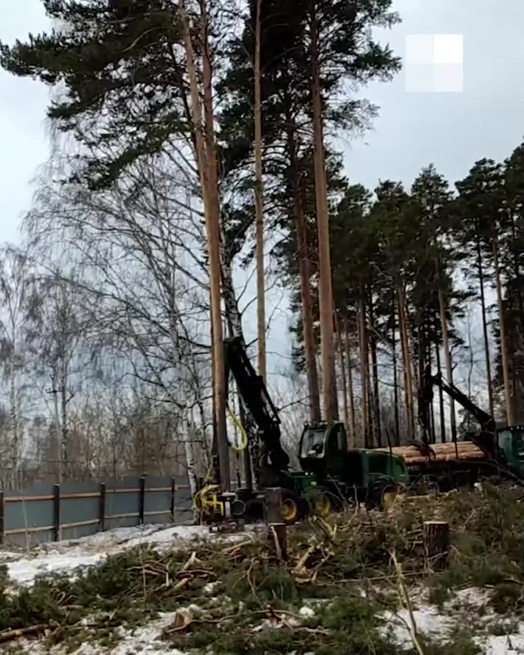 На Широкой Речке под застройку вырубили Круглый лес - 17 марта 2023 - Е1.ру