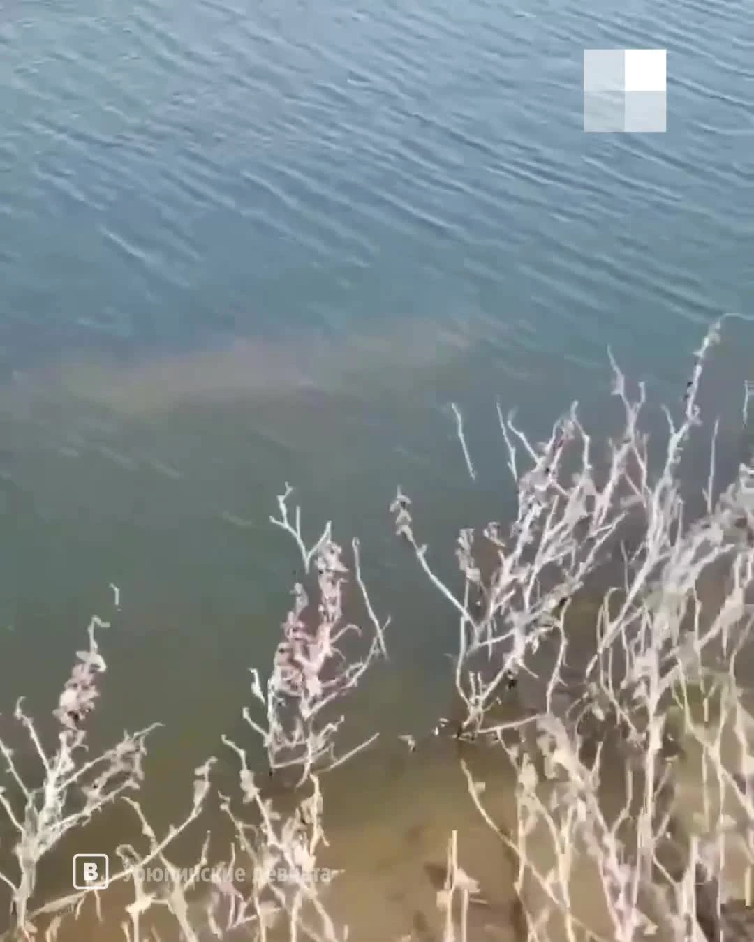 Под Волгоградом жители сняли на видео проплывающих гигантских осетров - 21  апреля 2024 - V1.ру