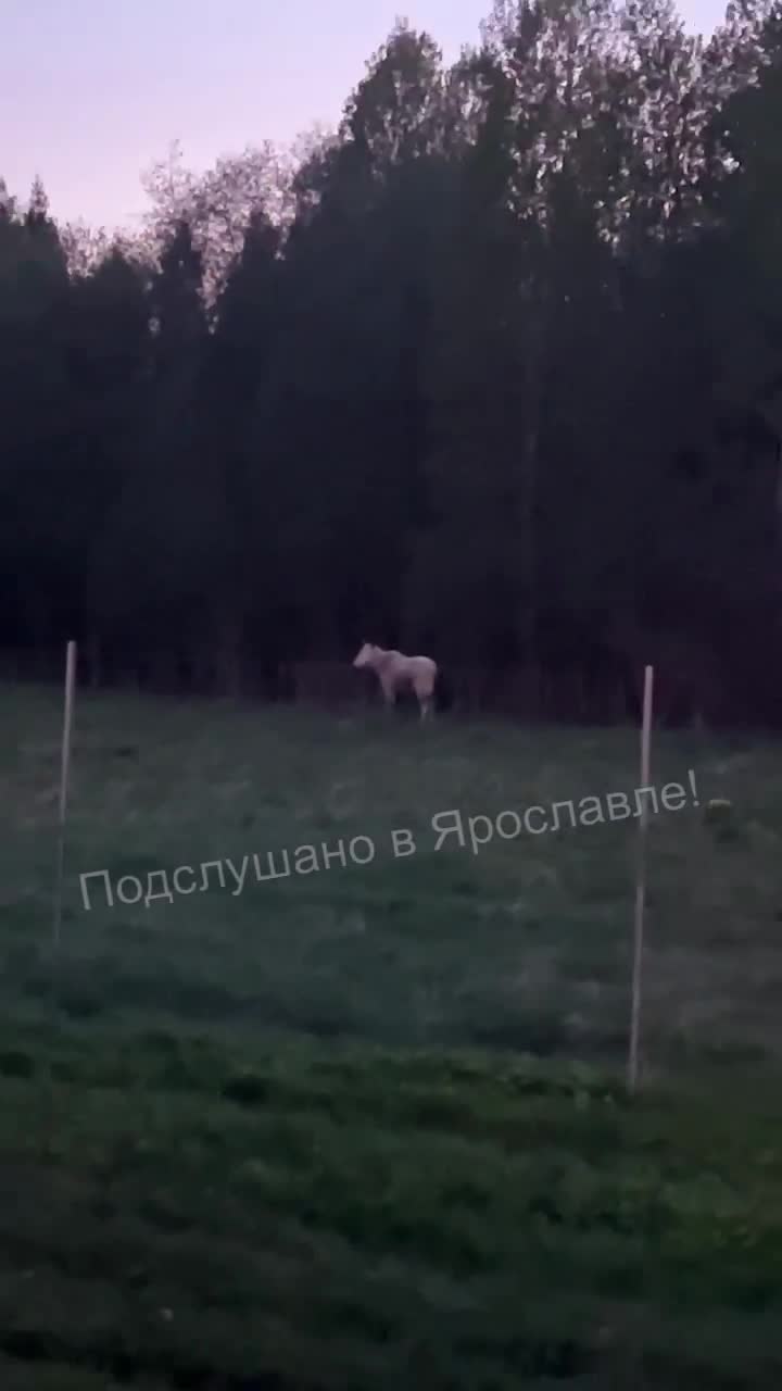 Белый лось в лесах Ярославской области: кто такие альбиносы, почему лось  коричневый - 12 декабря 2023 - 76.ру