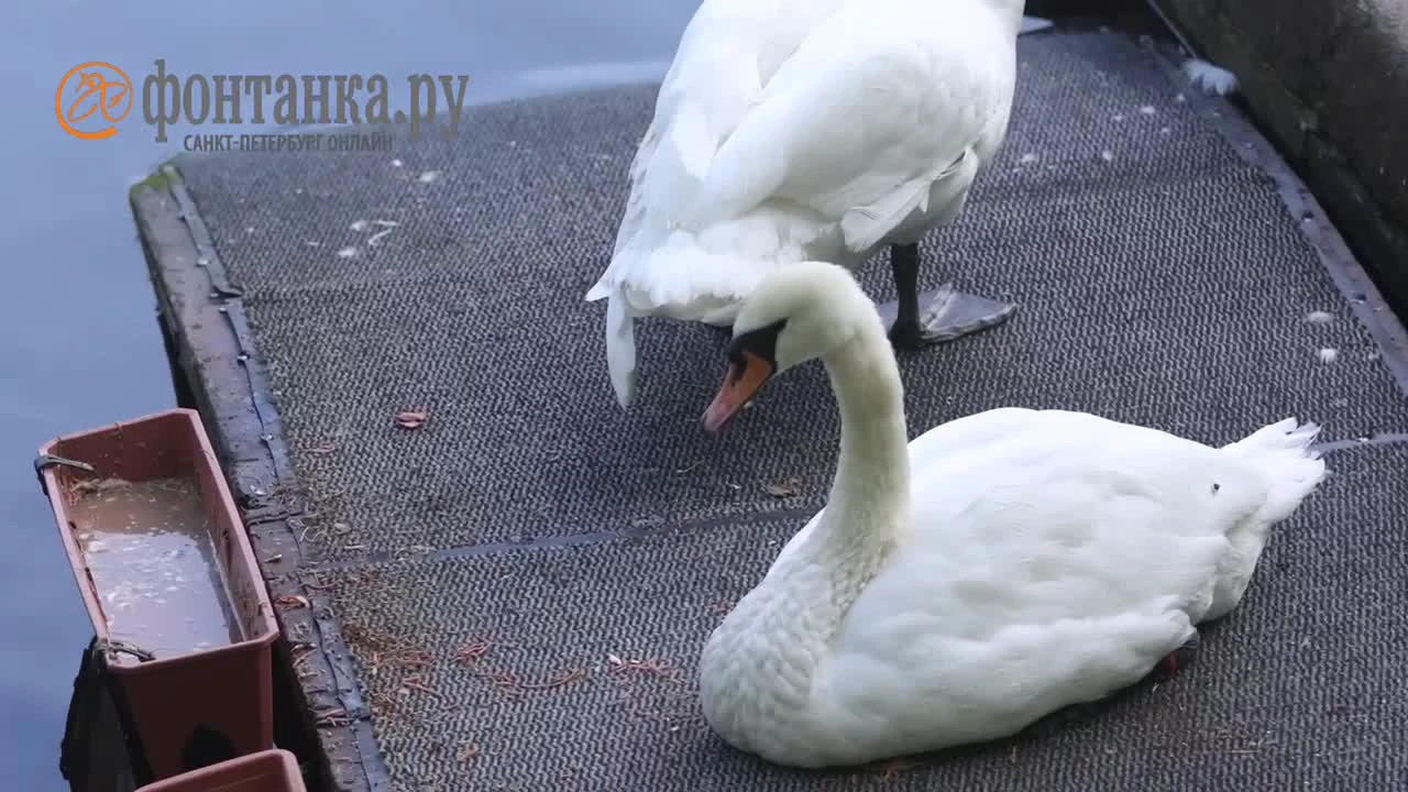 Лебедей Любаву и Елисея перевезли в Летний сад в Петербурге, фото и видео -  20 мая 2023 - ФОНТАНКА.ру