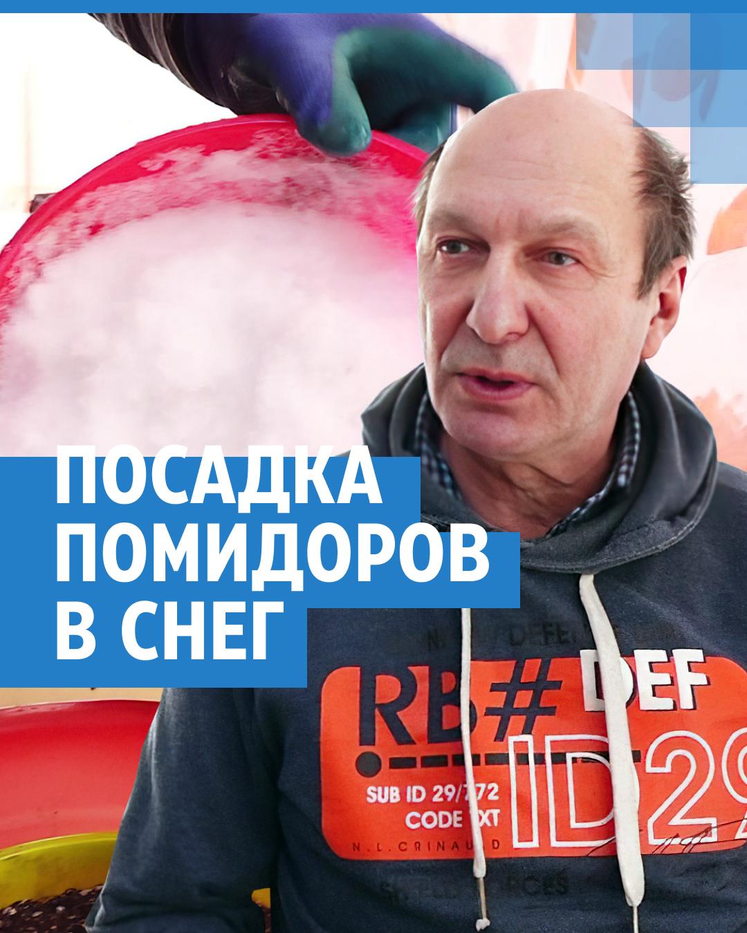 Садовод сажает томаты в снег и собирает богатый урожай | 161.ру - новости  Ростова-на-Дону