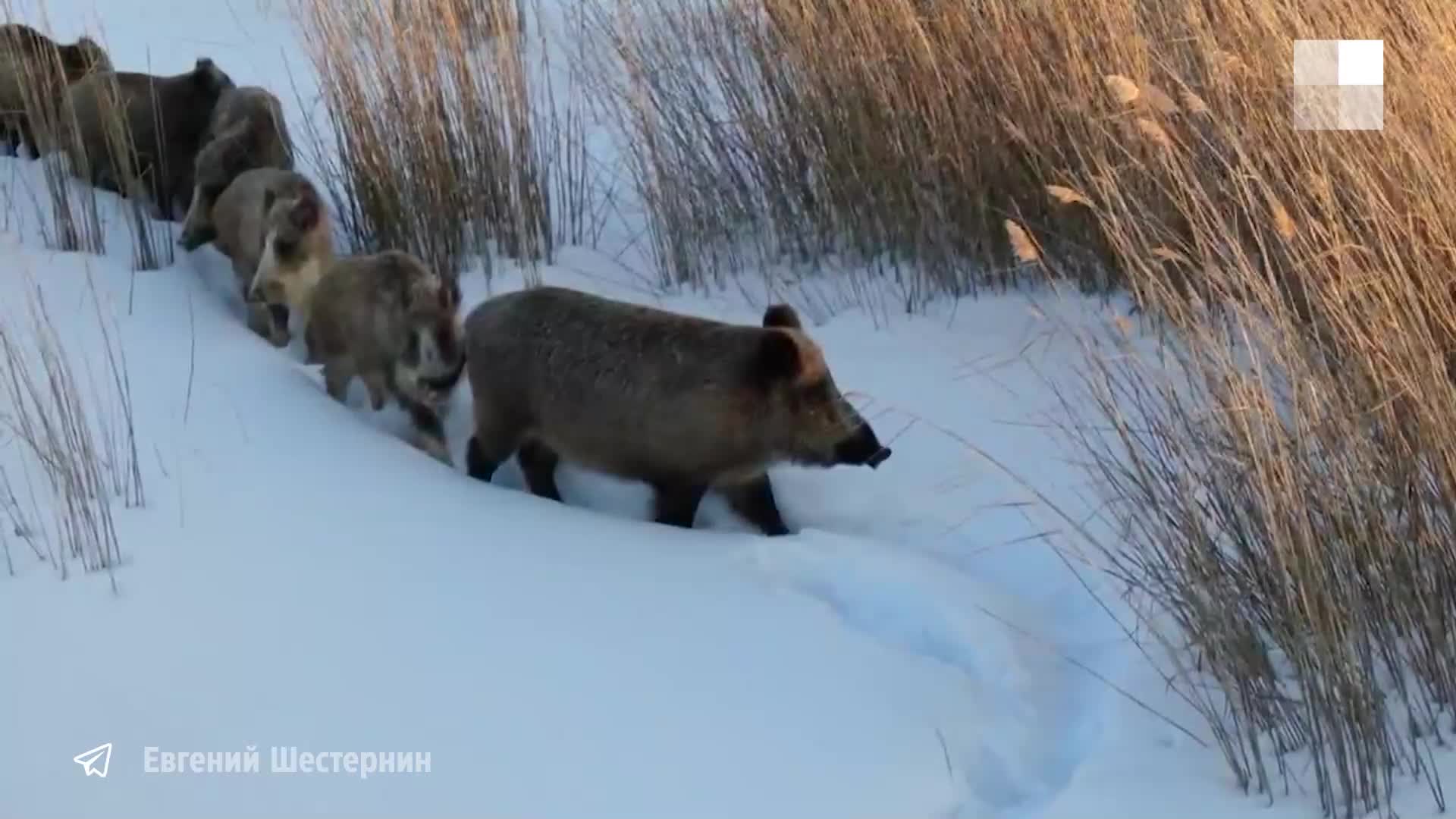 Стадо кабанов сняли с высоты в Новосибирской области: интересное видео - 22  марта 2023 - НГС.ру