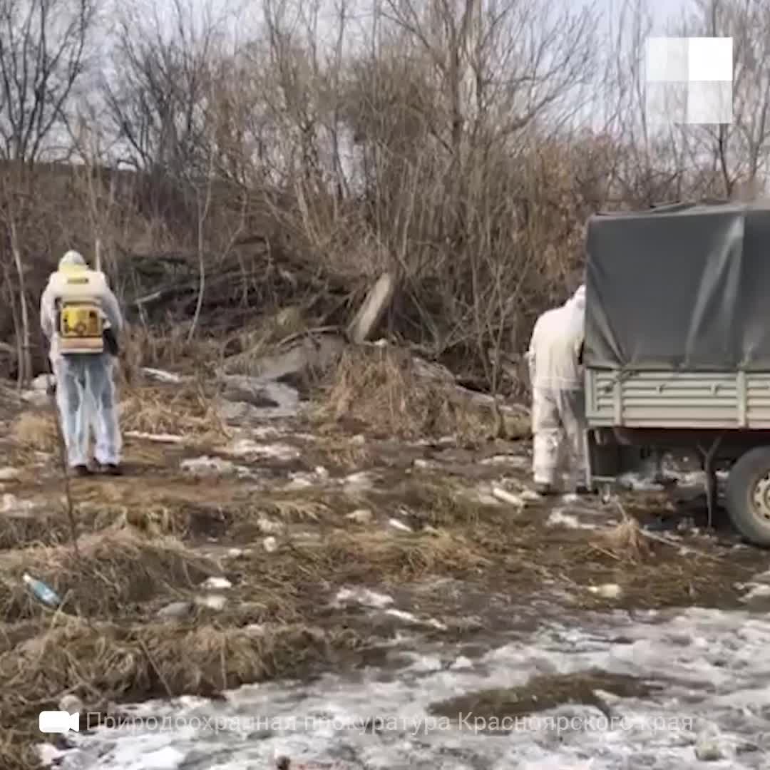 В Красноярске расчистили незаконный скотомогильник. Природоохранная  прокуратура проводит проверку - 1 апреля 2021 - НГС24.ру