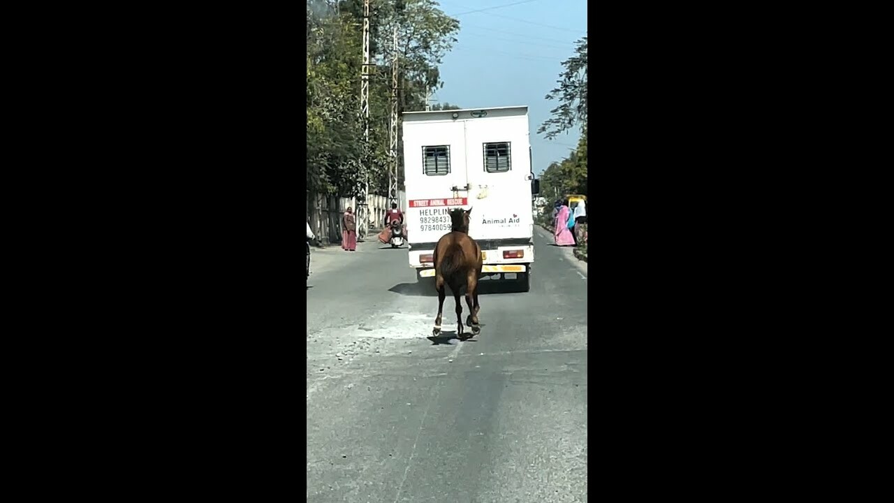 Видео: Лошадь гонится за машиной скорой помощи, потому что там ее сестра