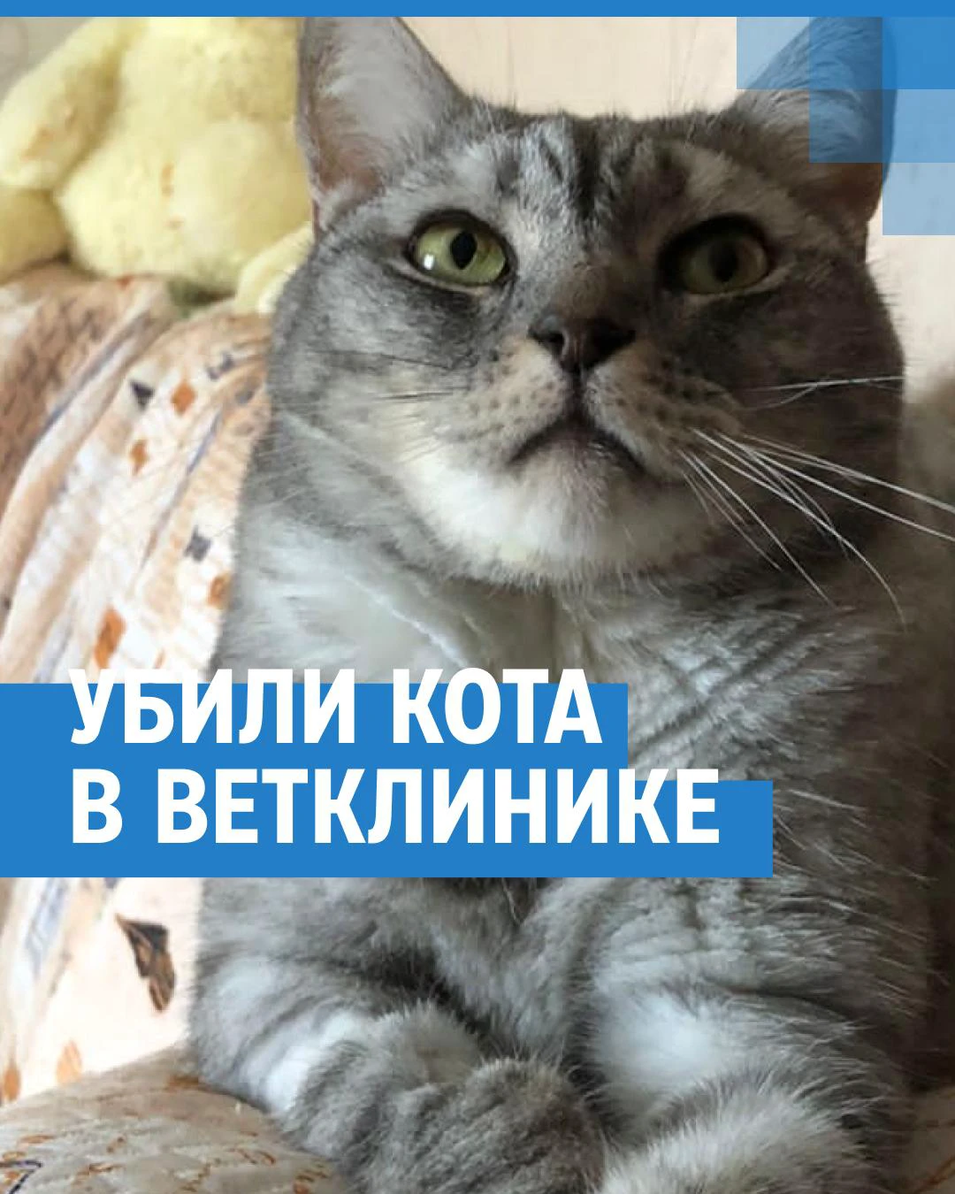 Молодая стажерка ветеринарной клиники убила кота Симбу - 29 апреля 2023 -  V1.ру