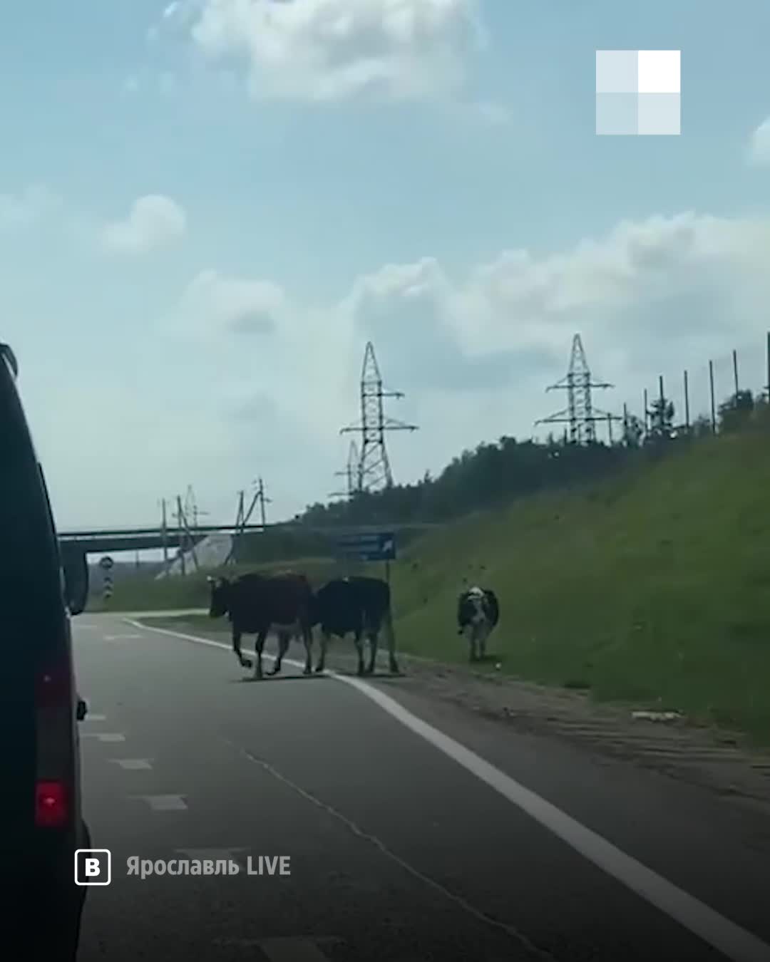 В Ярославской области коровы устроили затор на трассе. Видео - 9 августа  2021 - 76.ру