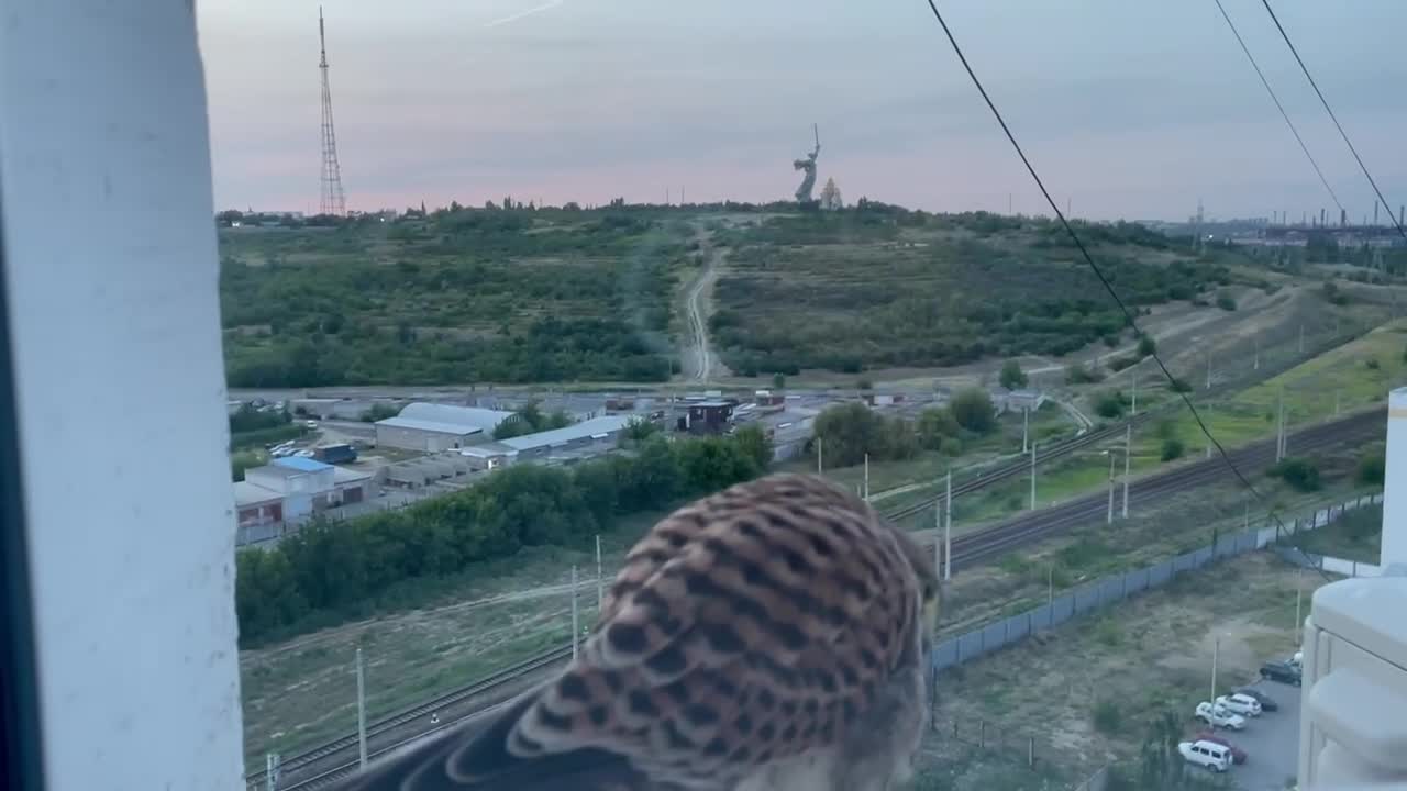 Видео с рысью на окне, снятое на Камчатке, набрало тысячи просмотров