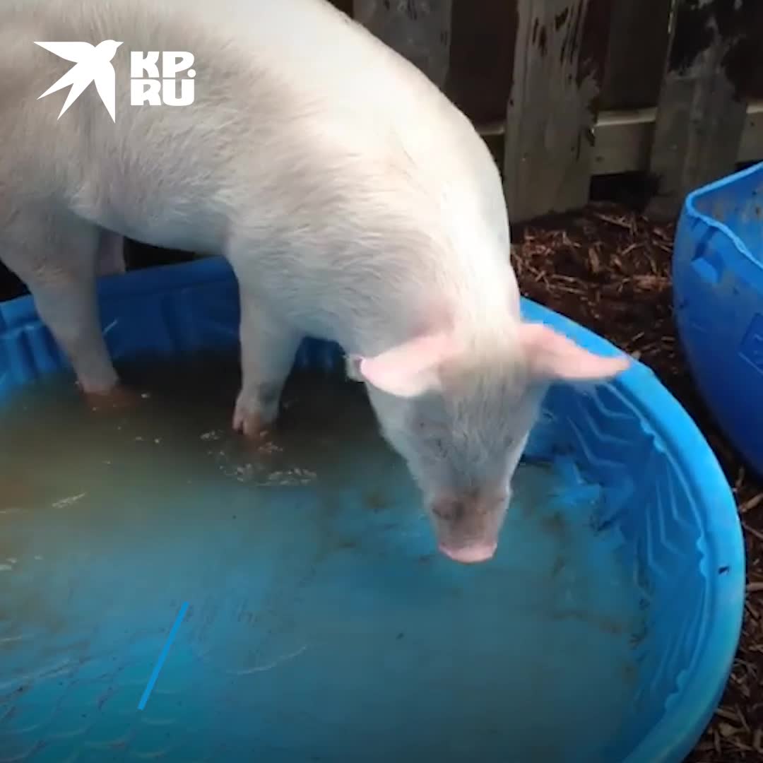Как выглядит часотка у свиней и как ее лечить