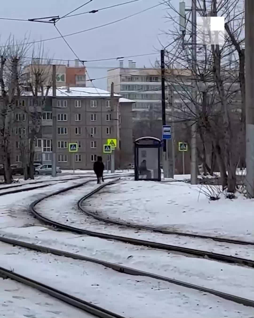 На правом берегу Красноярска на улицах Щорса и 60 лет Октября заметили  сбежавшую от цыганки лошадь - 4 декабря 2023 - НГС24.ру