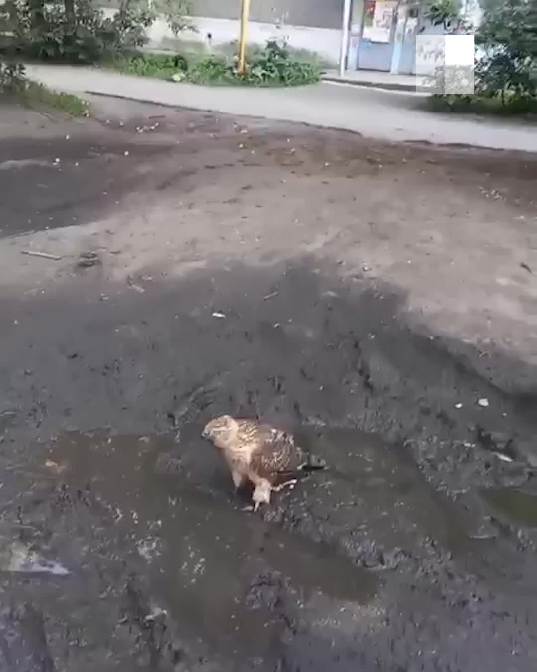 Перелетает с дерева на дерево, пьет из лужи»: во дворе в Екатеринбурге  поселился ястреб - 19 августа 2021 - Е1.ру