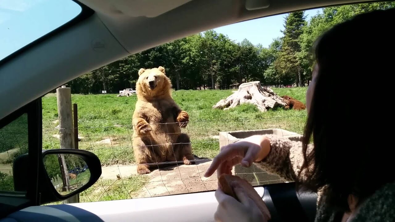 Видео: Медведь здоровается с туристами и ждет от них того же