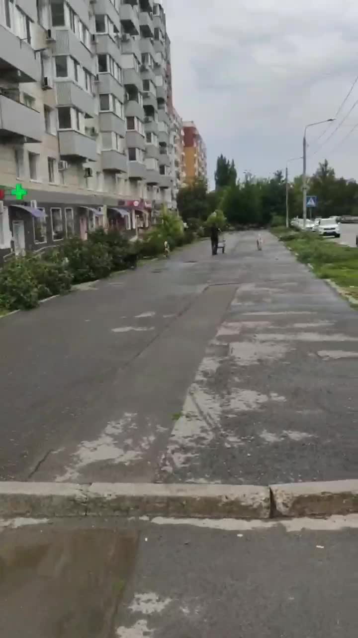 Нападение стаи бродячих собак попало на видео в Волгограде