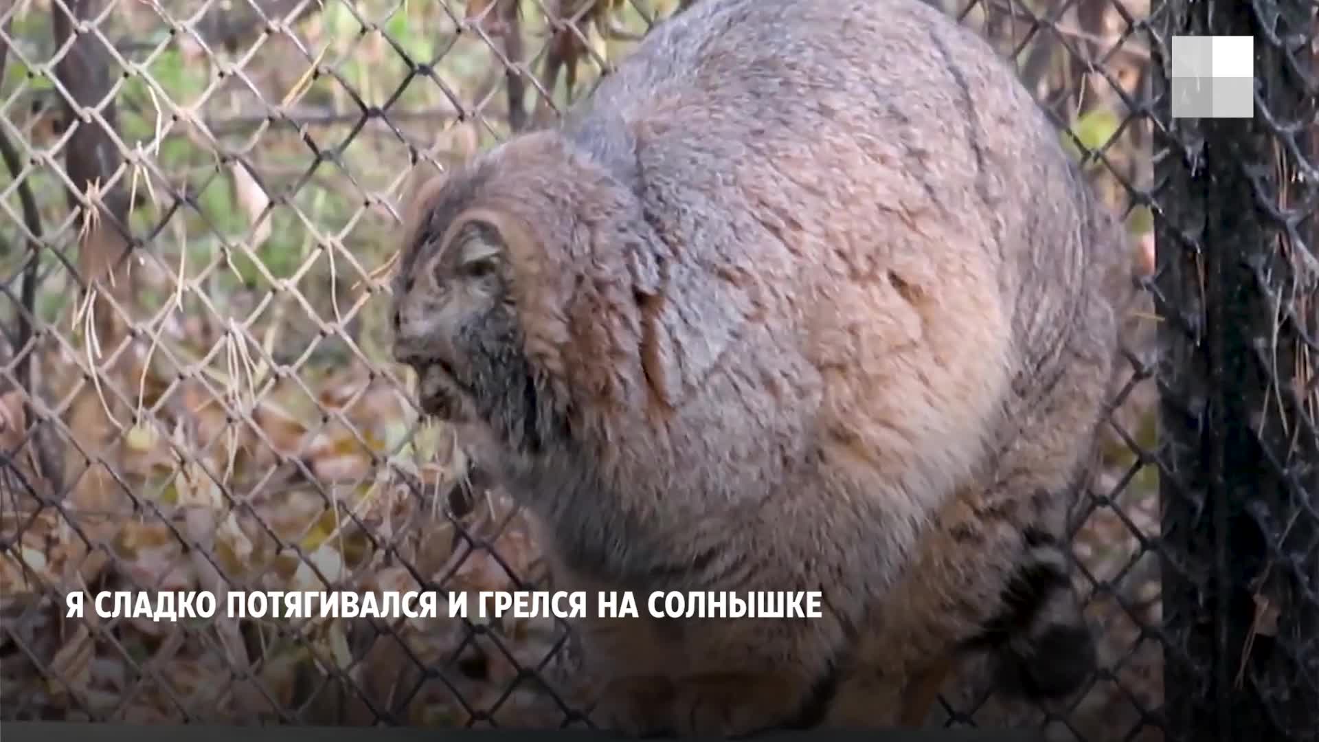 Милое видео с манулом из Новосибирского зоопарка январь 2022 года - 5  января 2022 - НГС.ру