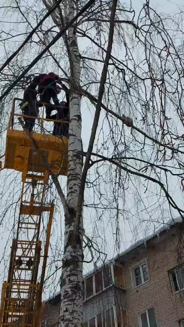 В Щелково девушка спасала кошку на дереве, но в итоге застряла сама, на  Первомайской улице МЧС сняло с дерева девушку, которая полезла за котом:  Международный день кошек, 1 марта День кошек, мэш