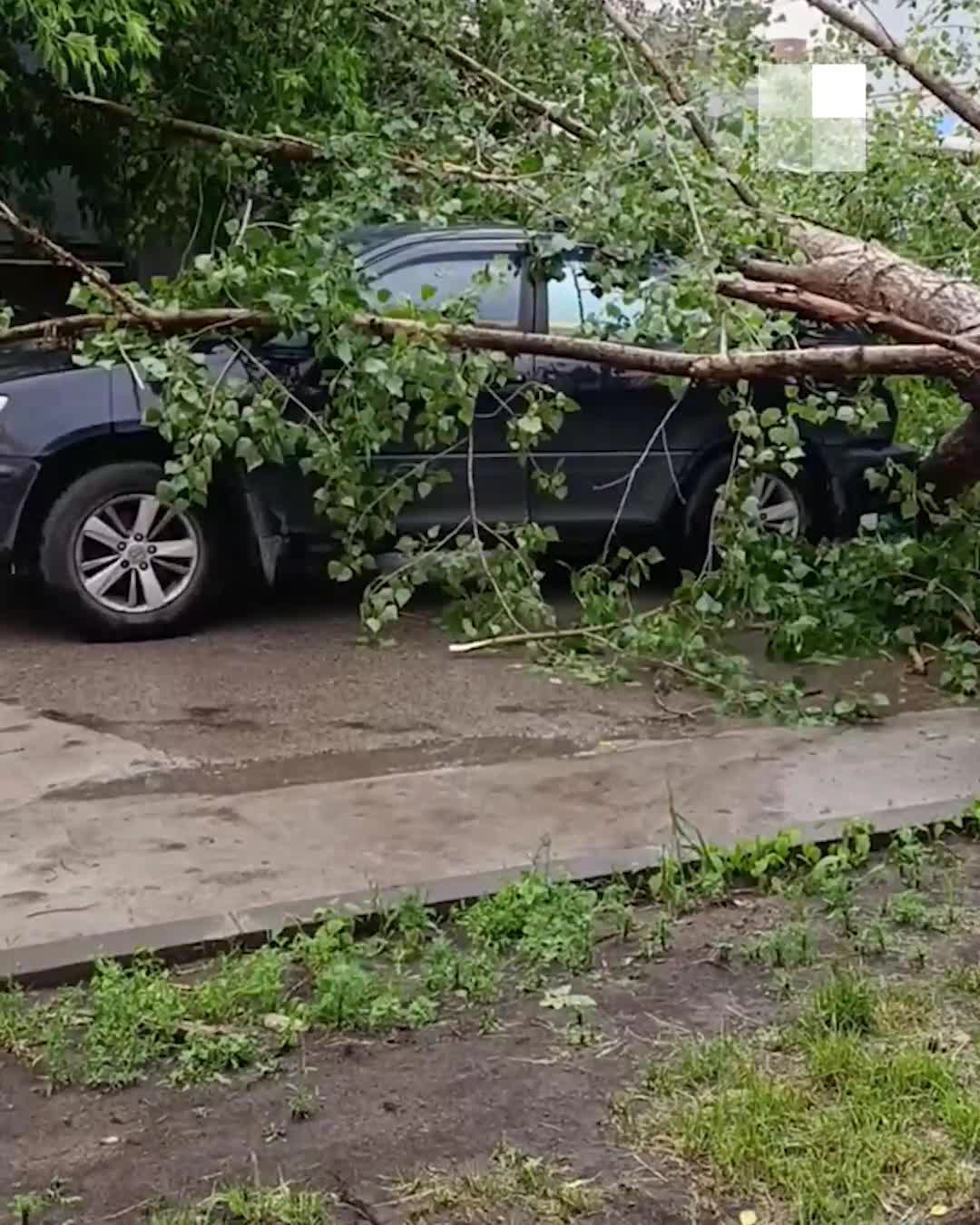 В Новосибирске ураган повалил деревья на седан во дворе на Сакко и Ванцетти  — видео - 18 июня 2024 - НГС.ру