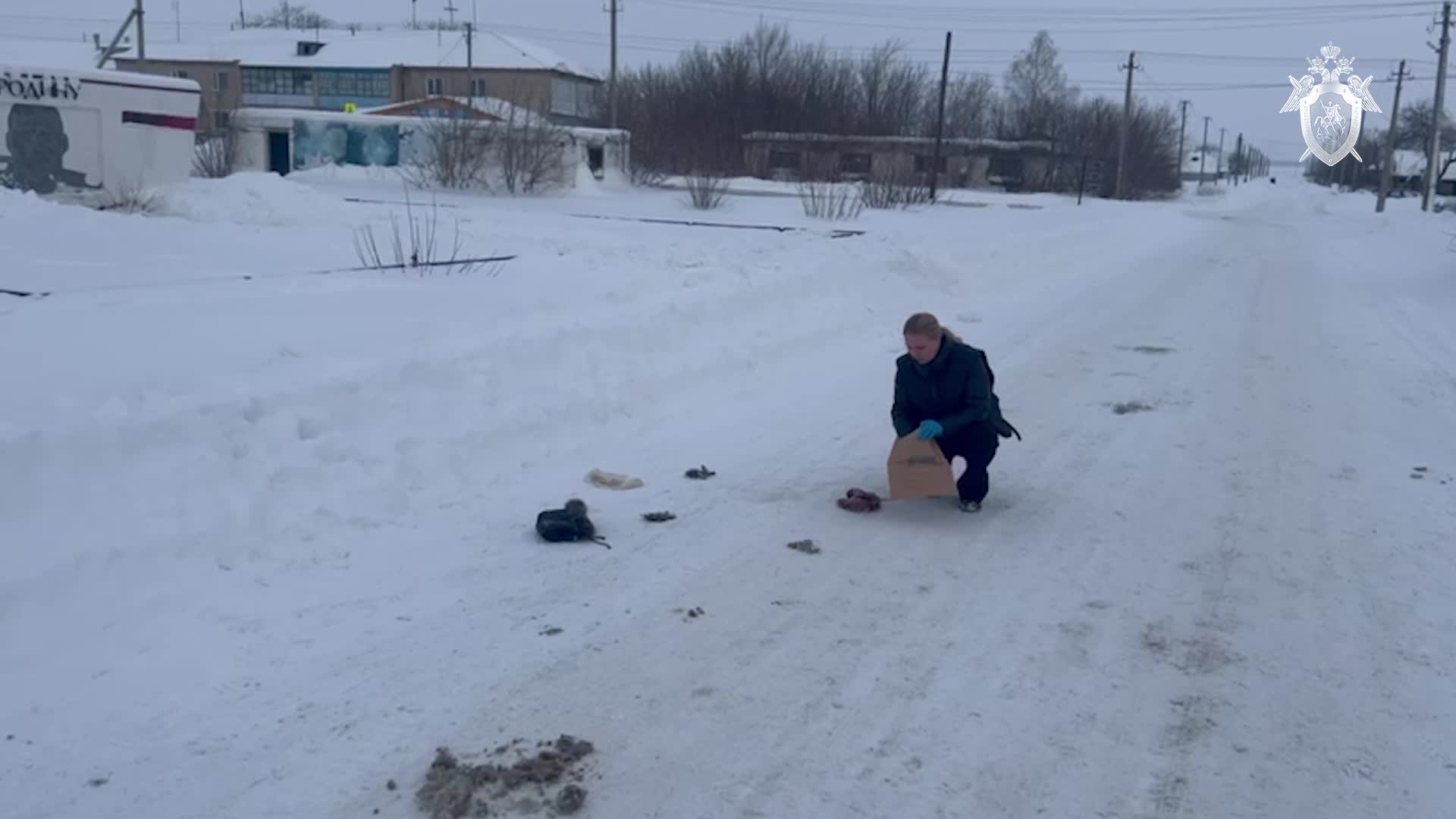 Волк насмерть загрыз пенсионерку в Курганской области: что известно о  нападении волка на зауральцев - 23 января 2024 - 45.ру