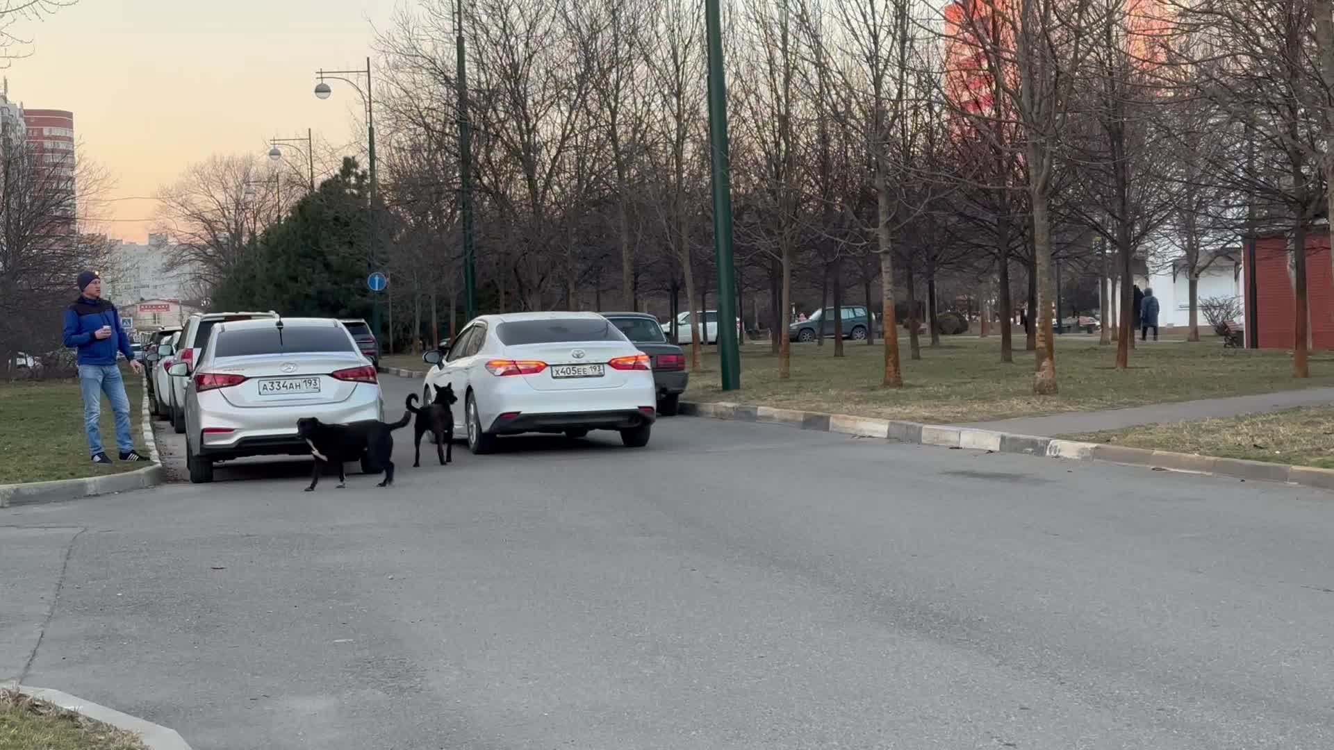 Жители Юбилейного микрорайона Краснодара жалуются на стаи бездомных собак -  3 марта 2023 - 93.ру