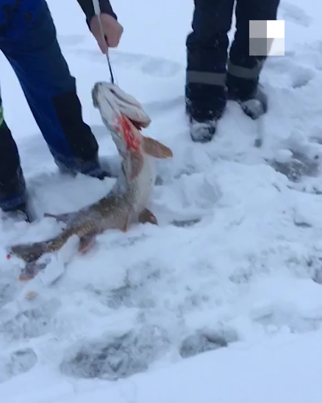 Уралочка впервые в жизни попыталась поймать щуку — и сразу выловила  огромную: видео 18 декабря 2022 г. - 18 декабря 2022 - Е1.ру