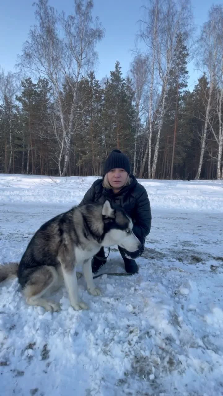 Для хаски, напавшего на семилетнего ребенка, ищут новых хозяев в  Челябинске, 13 февраля 2022 г. - 13 февраля 2022 - 74.ру