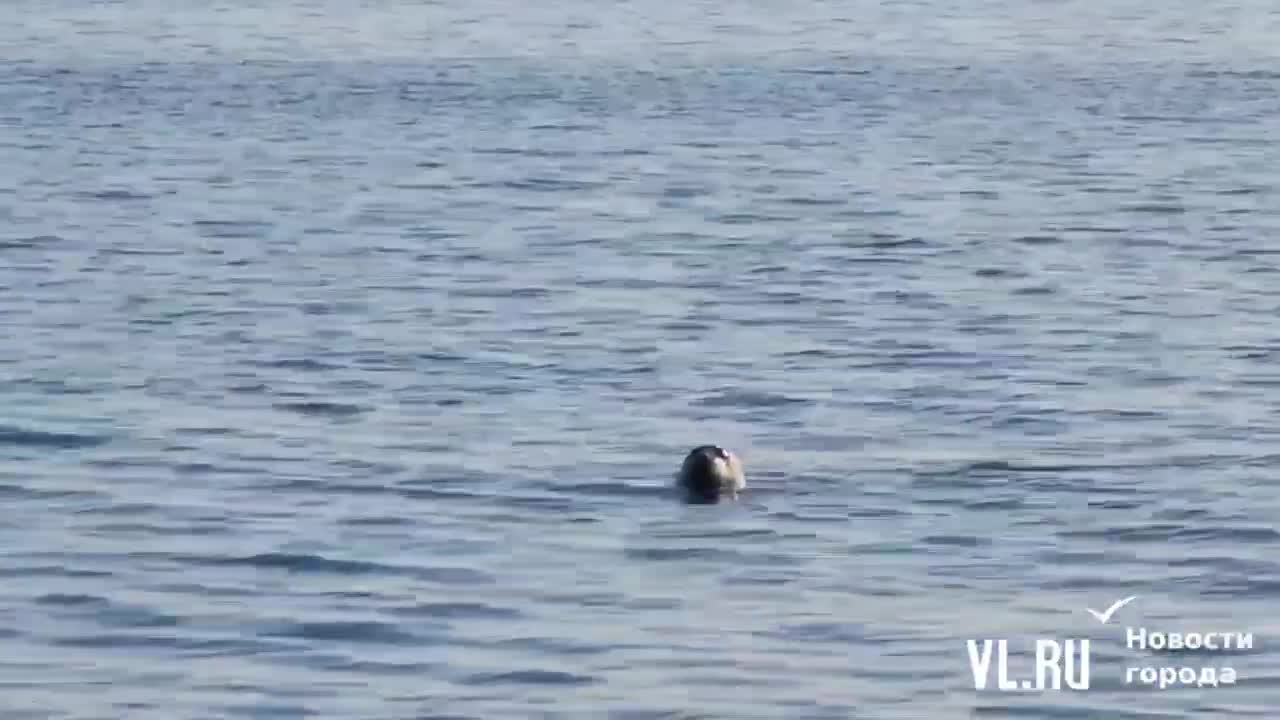 видео гола во владивостоке (100) фото