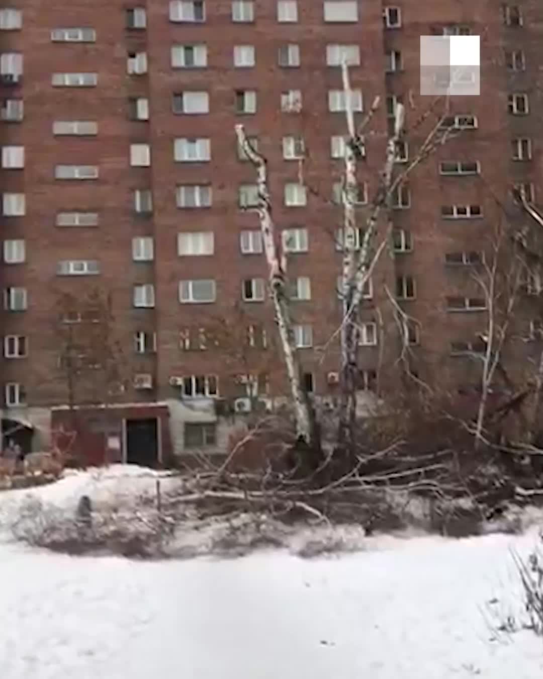 Жители вызвали полицию из-за массовой вырубки во дворе дома в Новосибирске  14 ноября 2022 г. - 14 ноября 2022 - НГС.ру