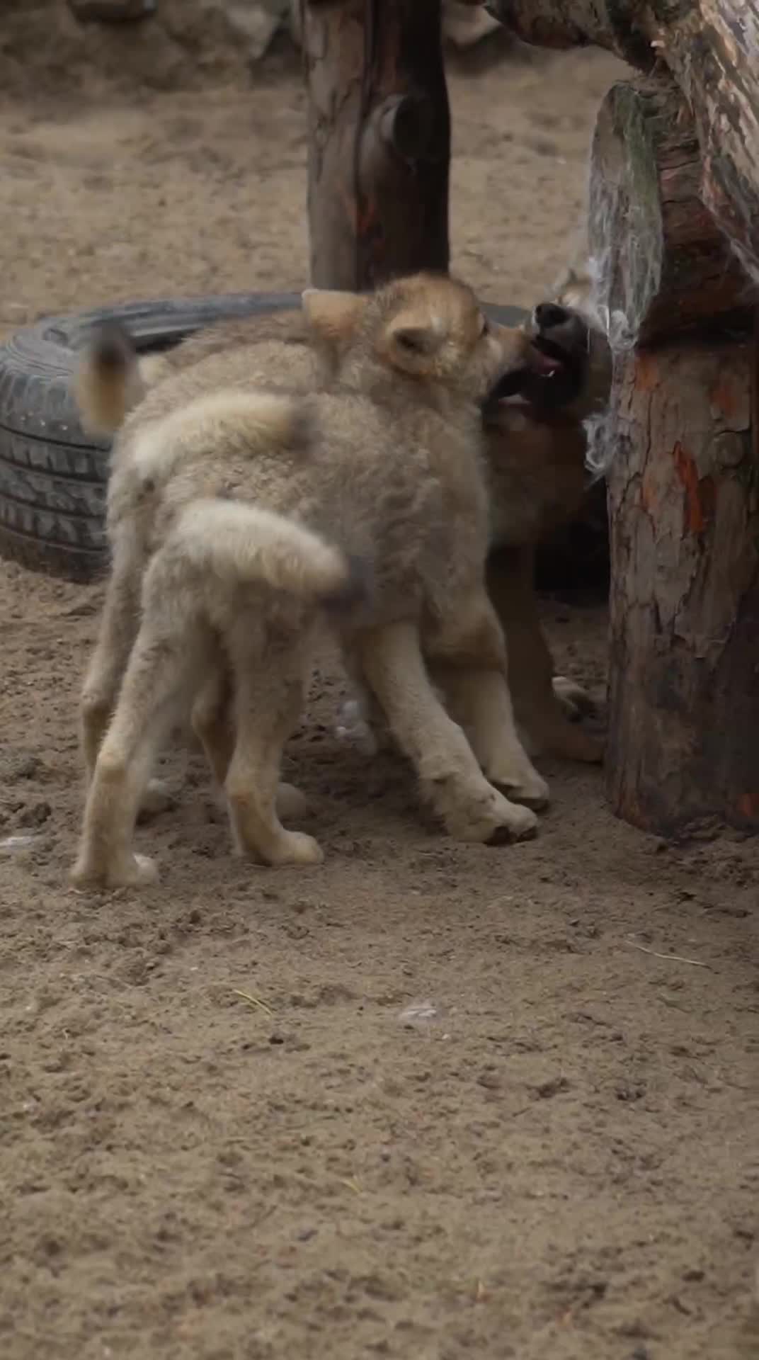 Клуб виртуального секса