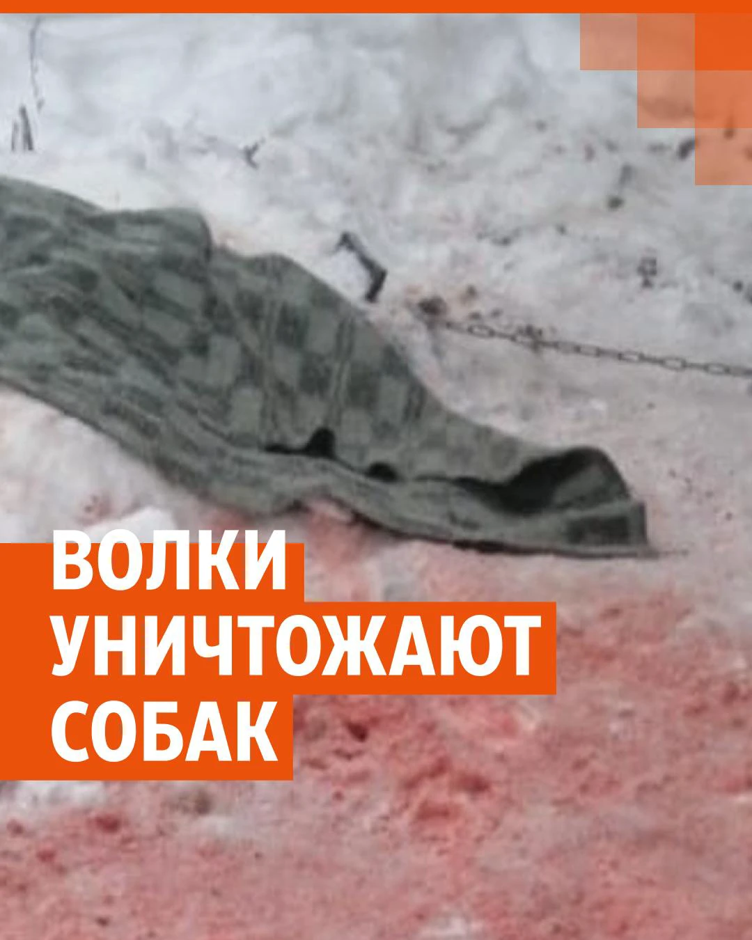 В свердловском поселке волки ворвались во двор и съели собаку - 19 декабря  2023 - Е1.ру