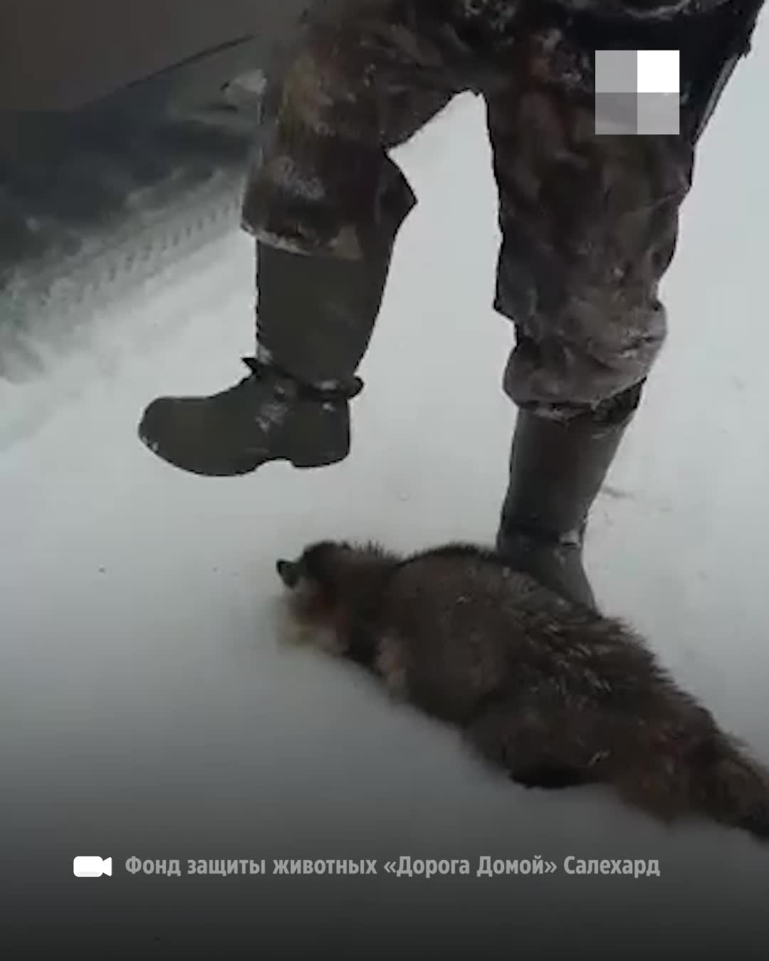 В Пермском крае живодеры жестоко убили енотовидную собаку (видео) в феврале  2022 года - 20 февраля 2022 - 59.ру