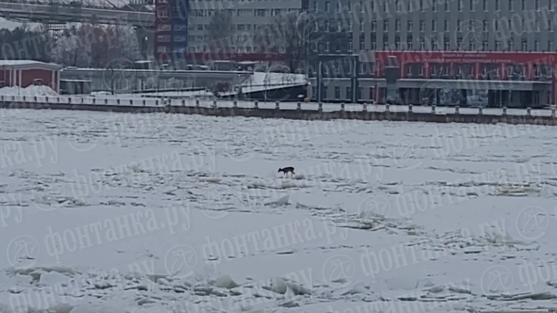 Сама добралась до Ленобласти. Краснокнижная косуля устроила переполох в  соцсетях