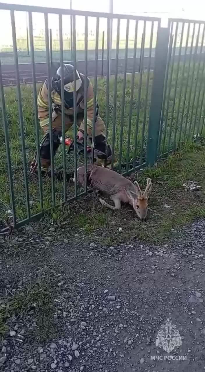 В уральском городе косуля застряла в школьном заборе: видео - 21 мая 2024 -  Е1.ру