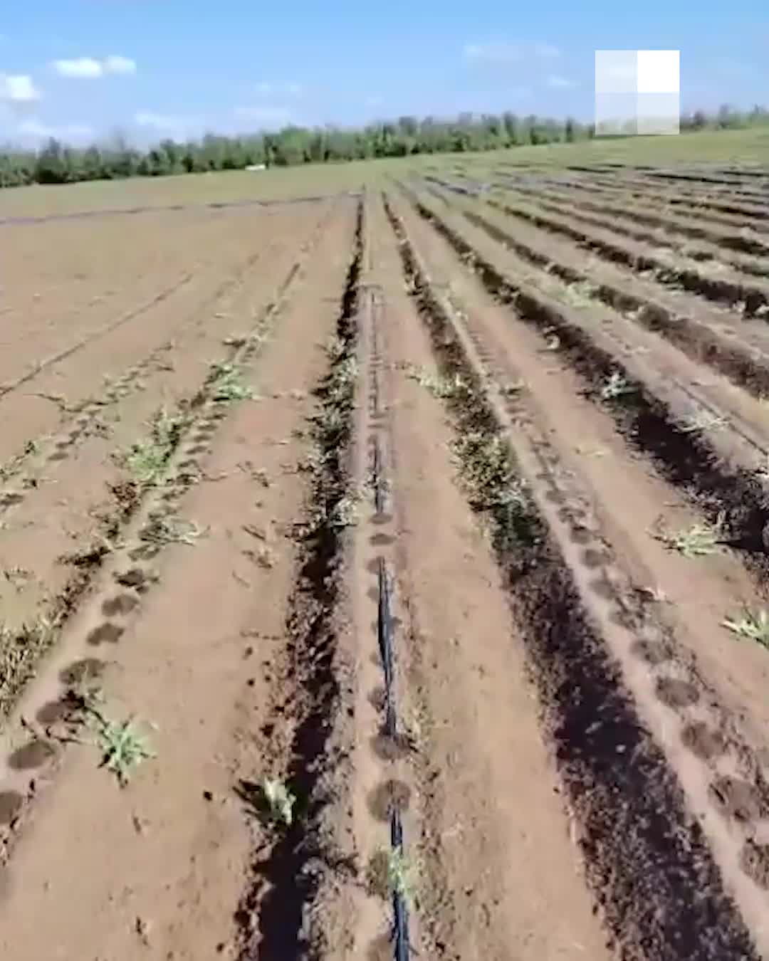 Под Волгоградом поля фермером засыхают без воды и зарастают травой — видео  - 20 июня 2024 - V1.ру