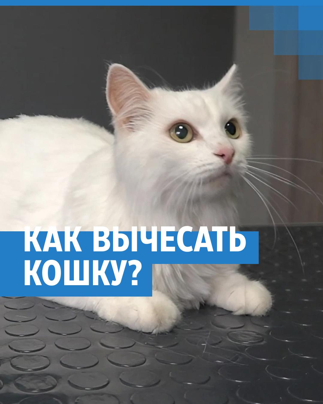 Как вычесать кошку в домашних условиях: лайфхаки грумера - 19 августа 2023  - V1.ру