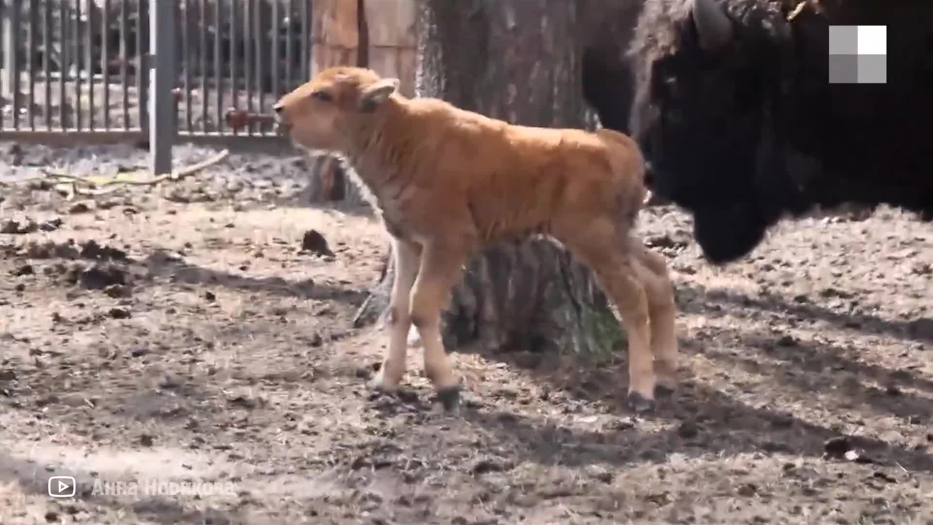 В Новосибирском зоопарке у бизонов родился детеныш — милое видео - 6 мая  2024 - НГС.ру